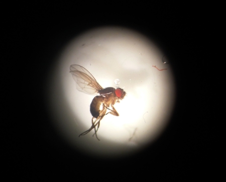 Ewentualny kandydat na super-owada, Drosophila Titanus